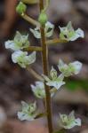 Ponthieva racemosa (Walt.) C. Mohr