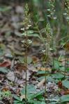 Ponthieva racemosa (Walt.) C. Mohr