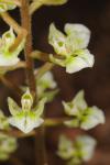 Ponthieva racemosa (Walt.) C. Mohr