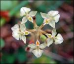 Ponthieva racemosa (Walt.) C. Mohr