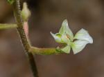 Ponthieva racemosa (Walt.) C. Mohr