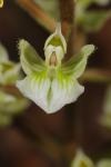 Ponthieva racemosa (Walt.) C. Mohr