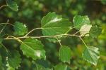 Populus ×canescens (Ait.) Sm.