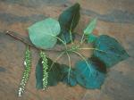 Populus ×jackii Sargent