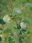 Populus alba L.
