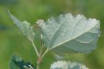 Populus alba L.