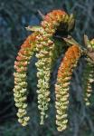 Populus deltoides Bartram ex Marshall ssp. deltoides