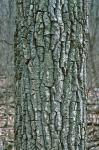 Populus deltoides Bartram ex Marshall ssp. deltoides
