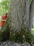 Populus deltoides Bartram ex Marshall ssp. deltoides