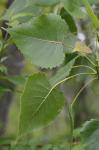 Populus deltoides Bartram ex Marshall ssp. deltoides