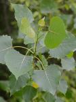 Populus deltoides Bartram ex Marshall ssp. deltoides