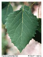 Populus grandidentata Michx.