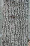 Populus grandidentata Michx.