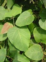 Populus heterophylla L.