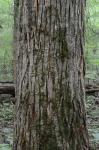 Populus heterophylla L.