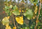 Populus nigra L.