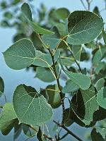 Populus tremuloides Michx.