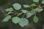 Populus tremuloides Michx.