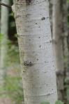 Populus tremuloides Michx.
