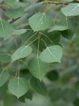 Populus tremuloides Michx.
