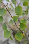 Populus tremuloides Michx.