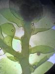 Porella pinnata Linnaeus