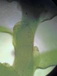 Porella pinnata Linnaeus