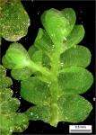 Porella pinnata Linnaeus