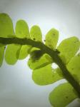 Porella pinnata Linnaeus