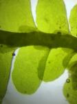 Porella pinnata Linnaeus
