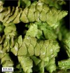 Porella platyphylla (L.) Pfeiffer