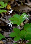 Gillenia trifoliata (L.) Moench
