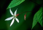 Gillenia trifoliata (L.) Moench