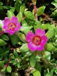 Portulaca amilis Speg.