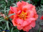 Portulaca grandiflora Hook.