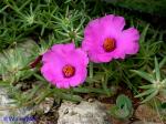 Portulaca grandiflora Hook.