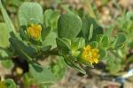Portulaca oleracea L.