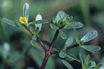 Portulaca oleracea L.