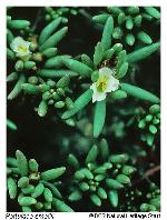 Portulaca smallii P. Wilson