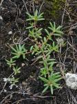 Portulaca smallii P. Wilson