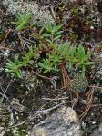 Portulaca smallii P. Wilson