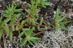 Portulaca smallii P. Wilson