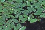 Potamogeton diversifolius Raf.