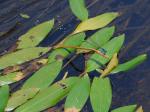 Potamogeton nodosus L.