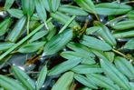 Potamogeton nodosus L.