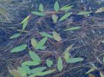 Potamogeton oakesianus Robbins