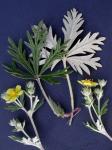 Potentilla argentea L.