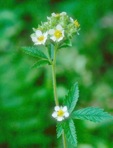 Drymocallis arguta (Pursh) Rydberg