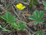 Potentilla canadensis L.