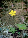 Potentilla canadensis L.